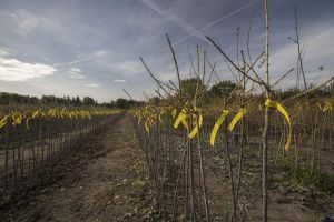 Ovocná školka Ploskovice 